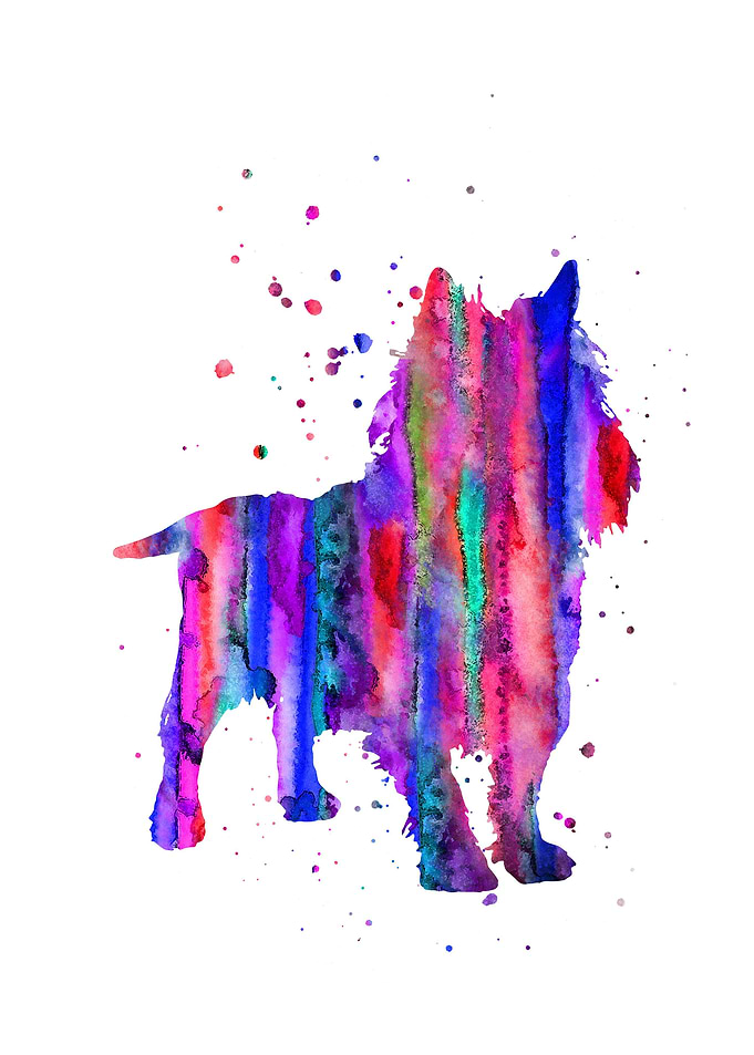 Cairn Terrier