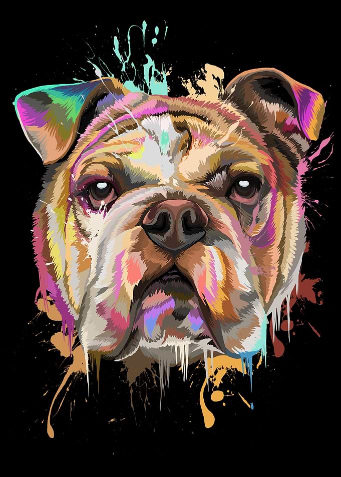 English Bulldog Splash
