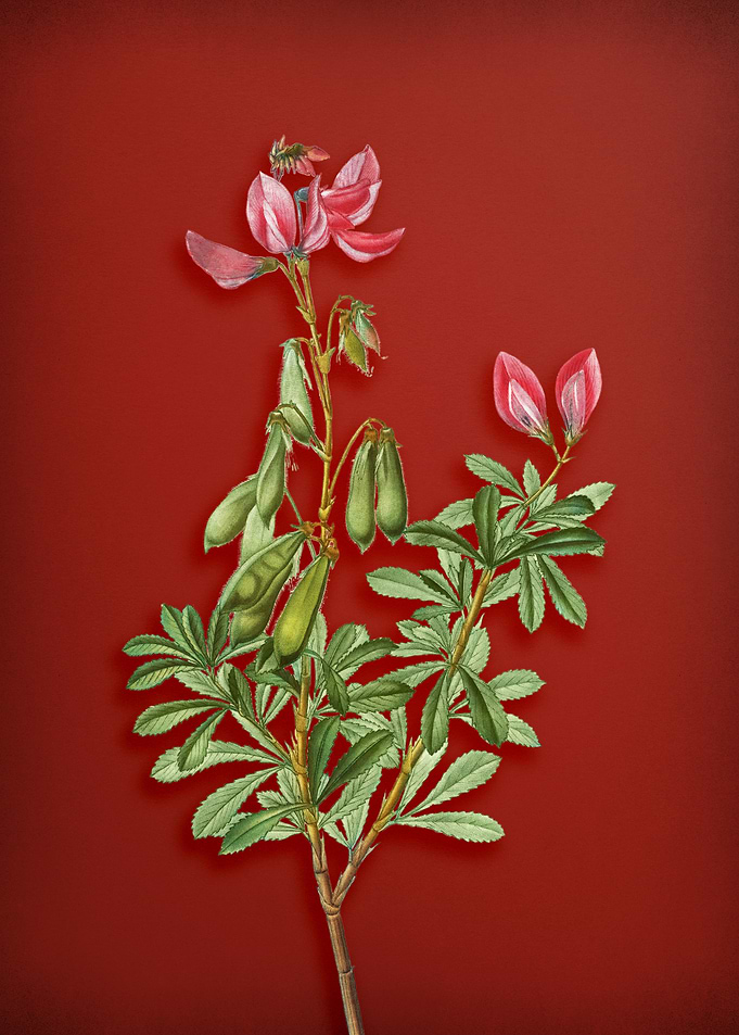 Restharrows on Red