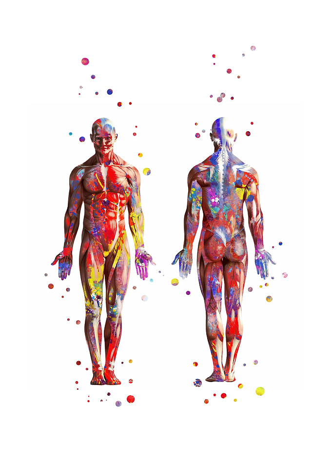 Man muscular System