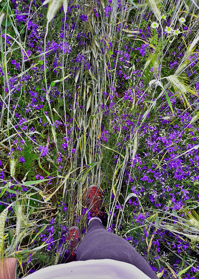 Walk trough wheat field