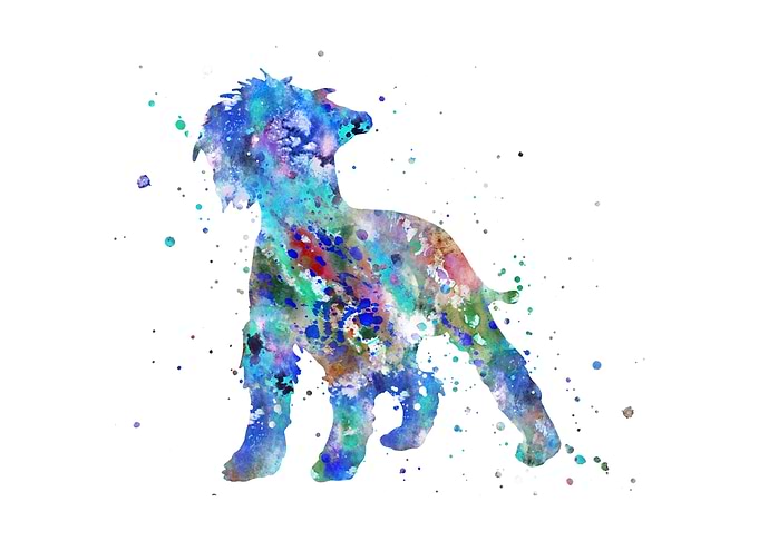 Miniature schnauzer