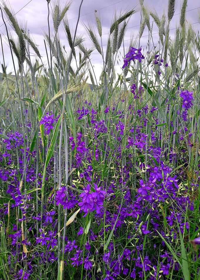Wildflowers and spikes