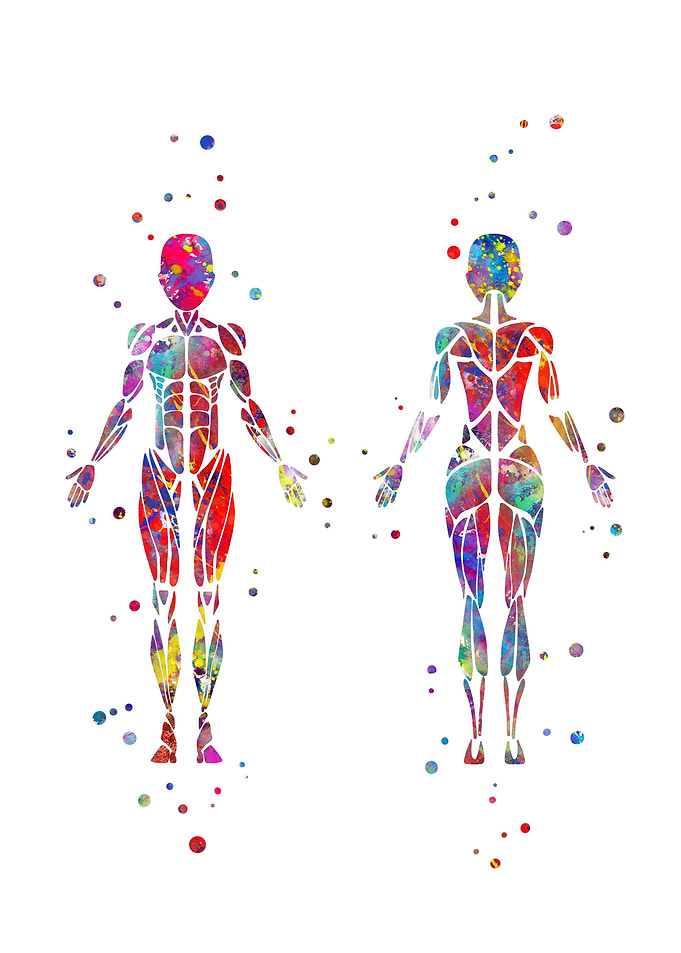 Woman muscular System