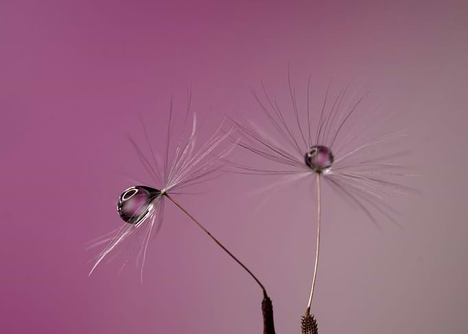 Floral composition