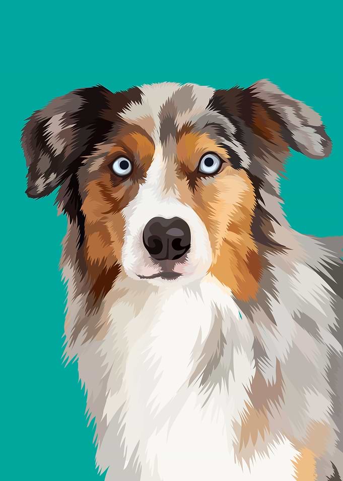 Labrador Retrievier WPAP
