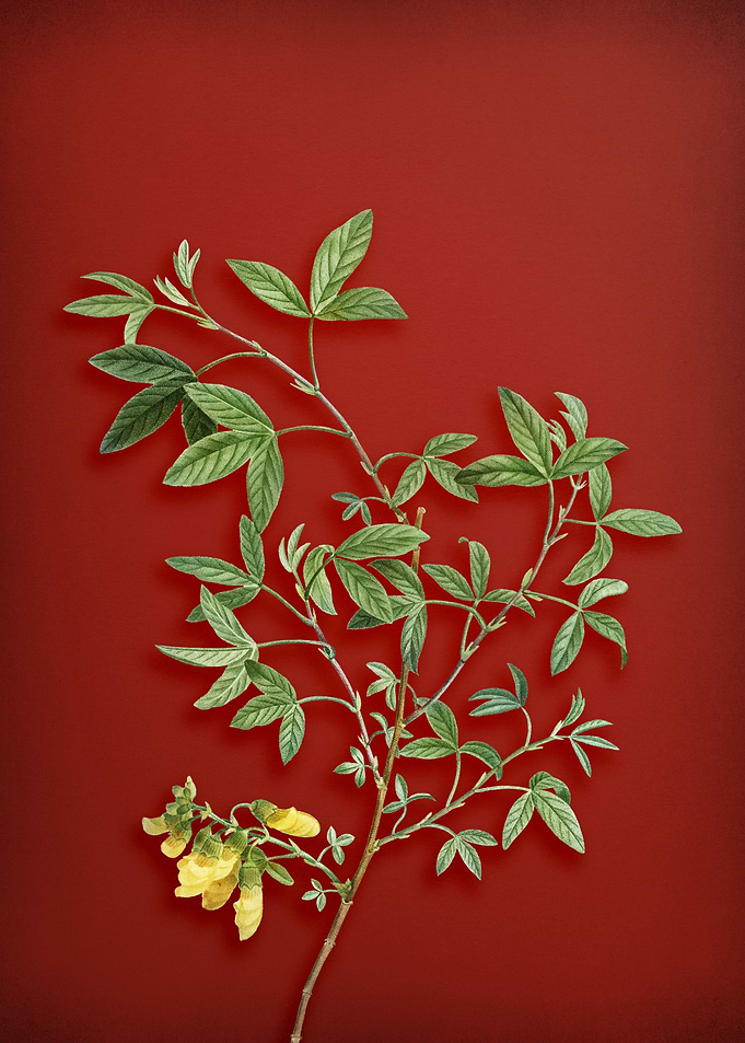 Bean Trefoil on Red