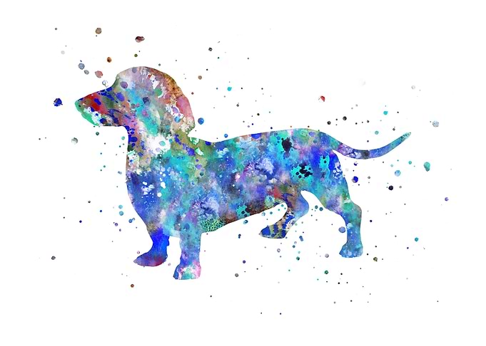 Dachshund