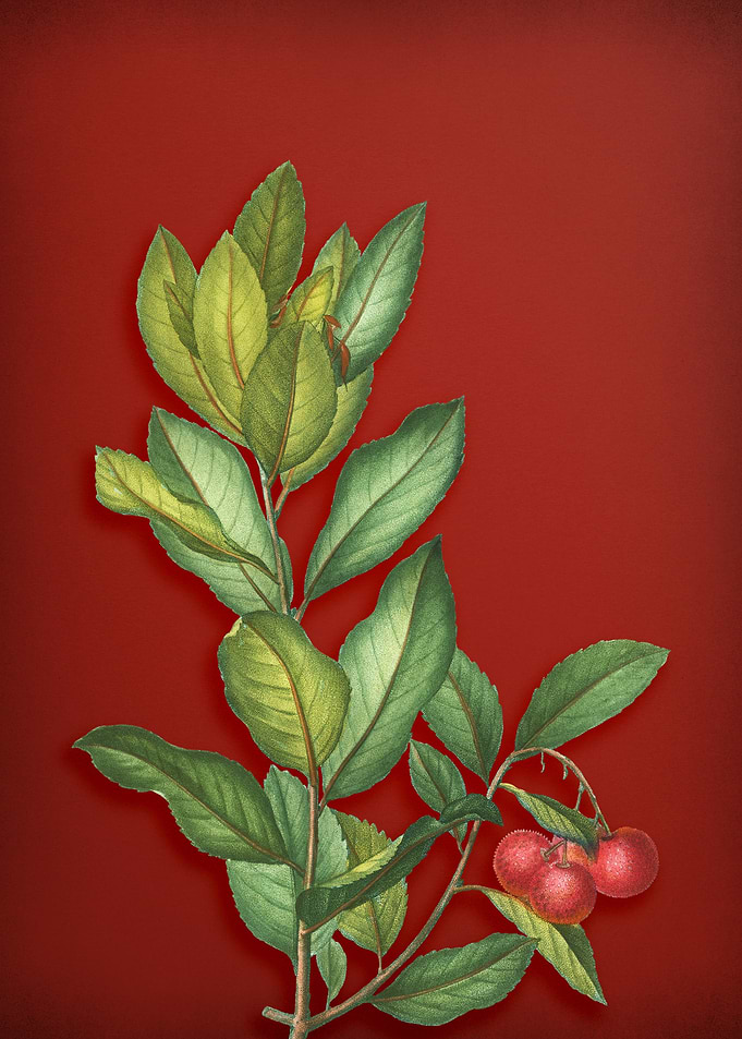 Strawberry Tree on Red