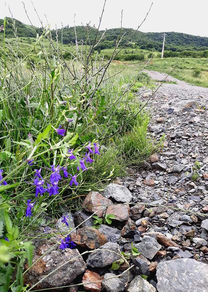 Rocky trail