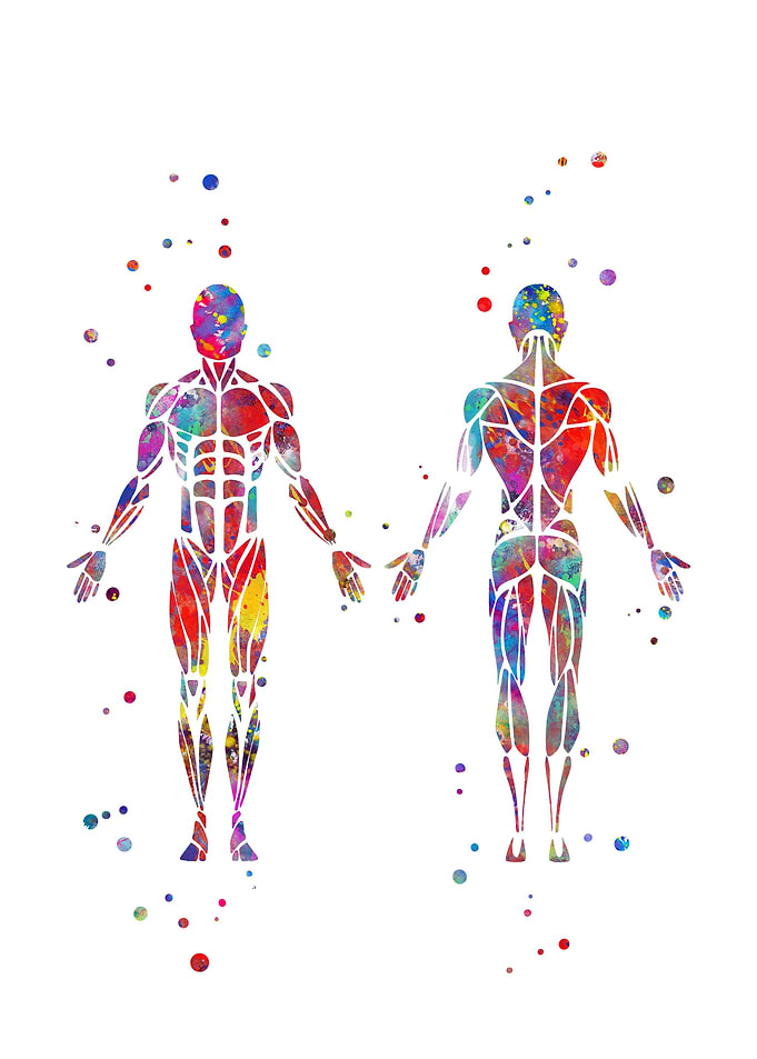 Man muscular System