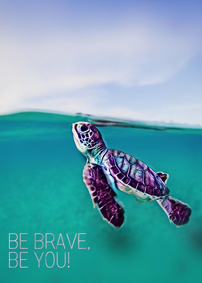 Mr Turtle Sail The Sea