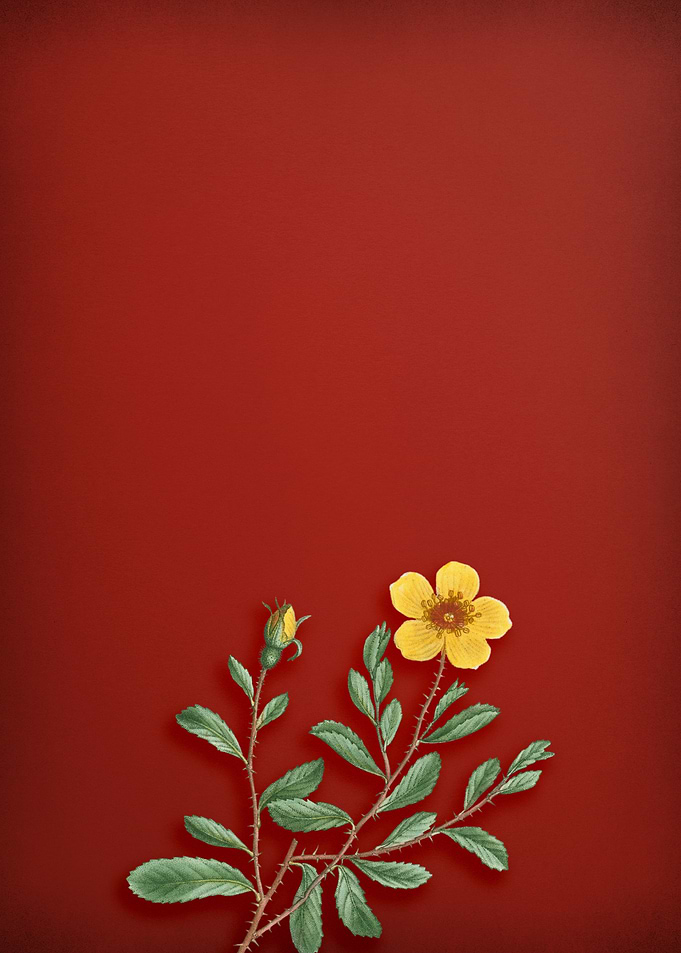 Sweetbriar Rose on Red