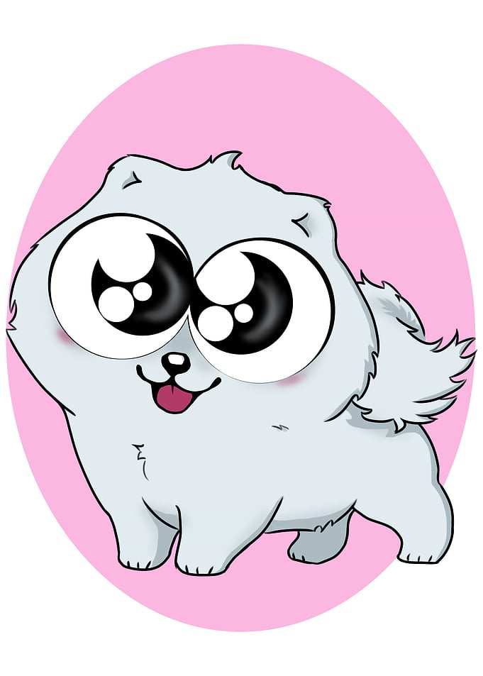 Inuki the samoyed