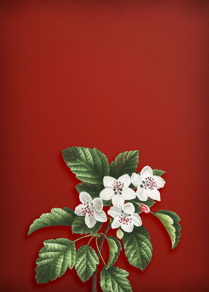 Sweet Crabapple on Red