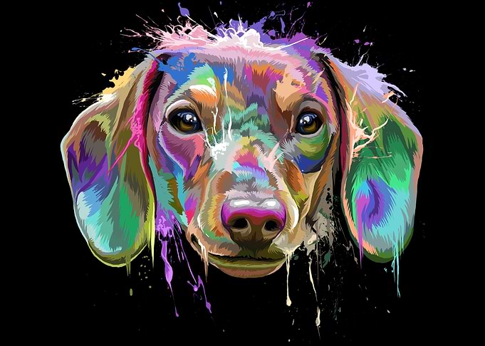 Dachshund Splash
