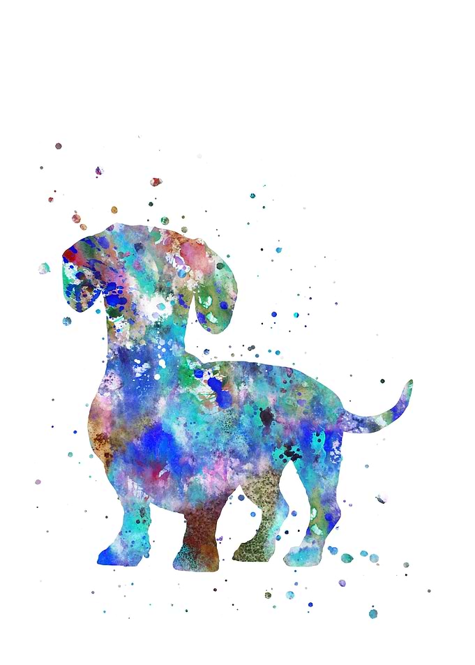 Dachshund