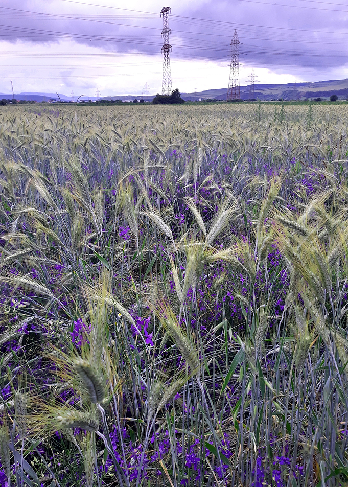 Wheat field