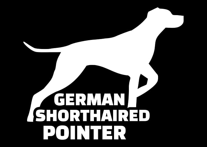 German Shorthaired Pointer