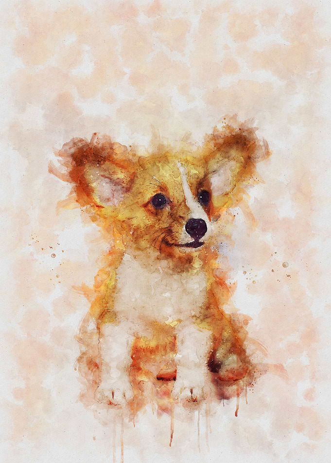 Chihuahua Puppy Portrait