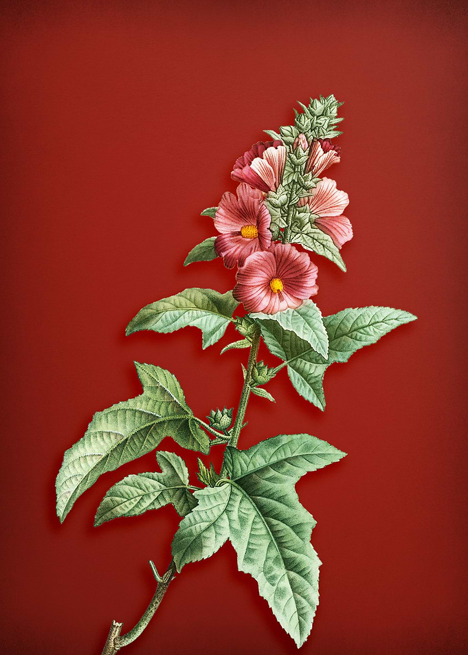 Tree Mallow on Red