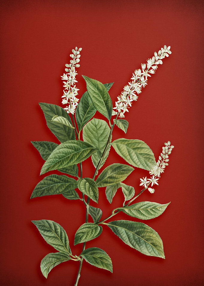 Virginia Sweetspire on Red