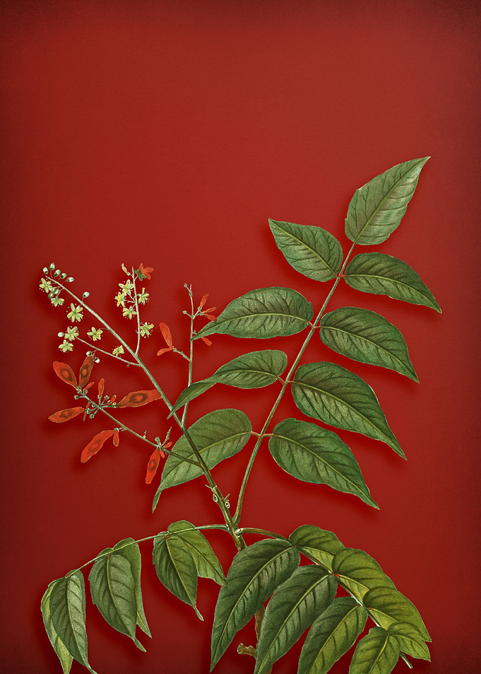 Tree of Heaven on Red