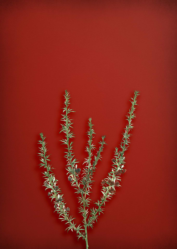 Tortoise Berry on Red