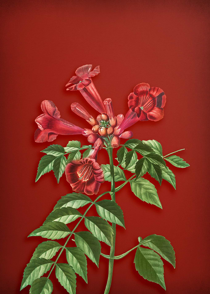 Trumpet Vine on Red