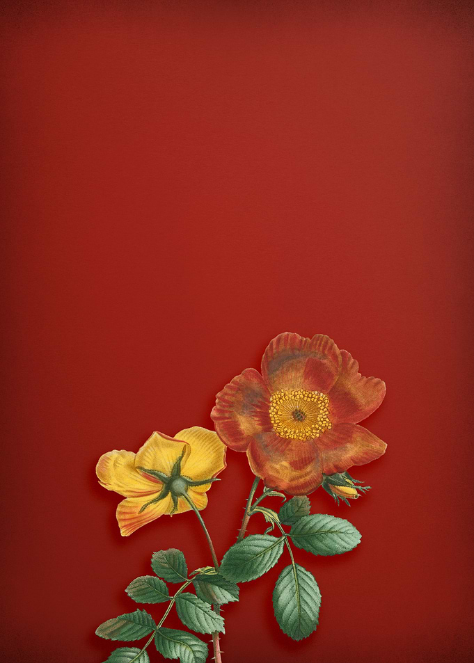 Sweetbriar Rose on Red