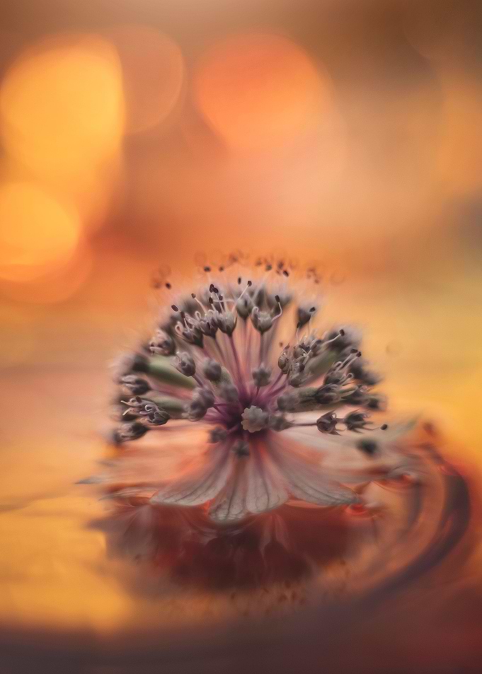 Floral composition