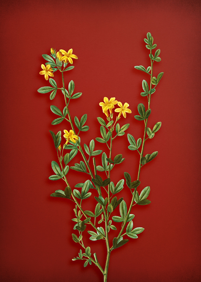 Yellow Buttercup Flowers