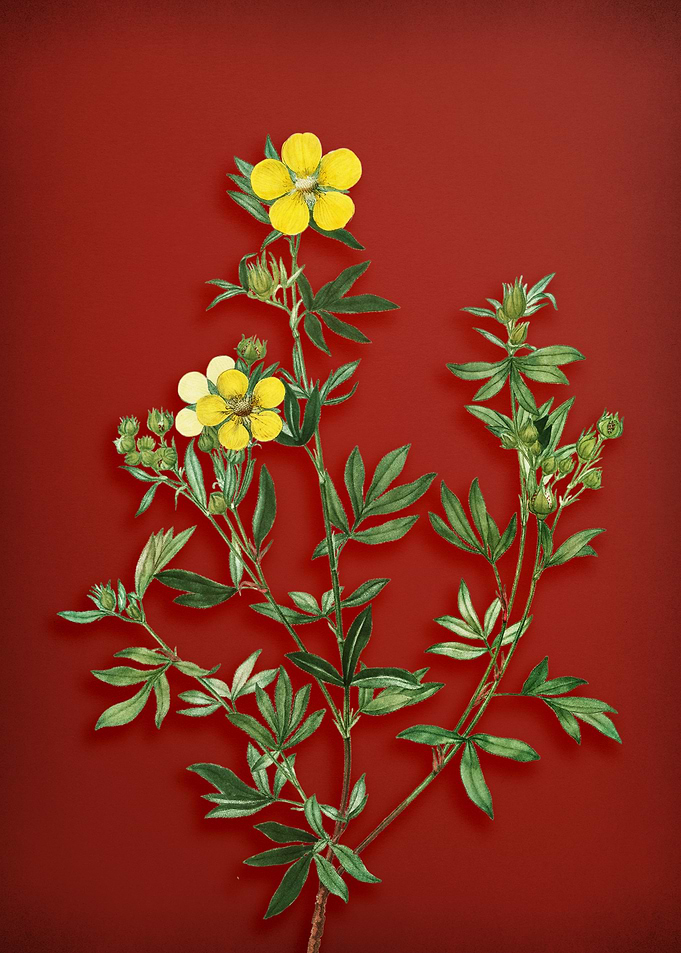 Yellow Buttercup Flowers