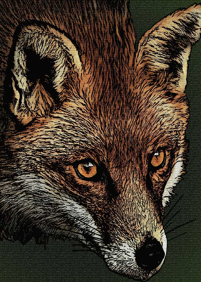 The Wiley Fox