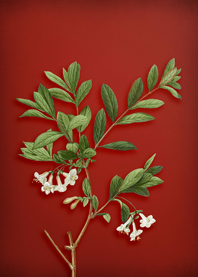 White Honeysuckle Plant