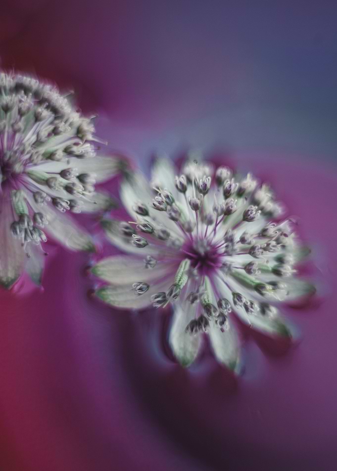 Floral composition