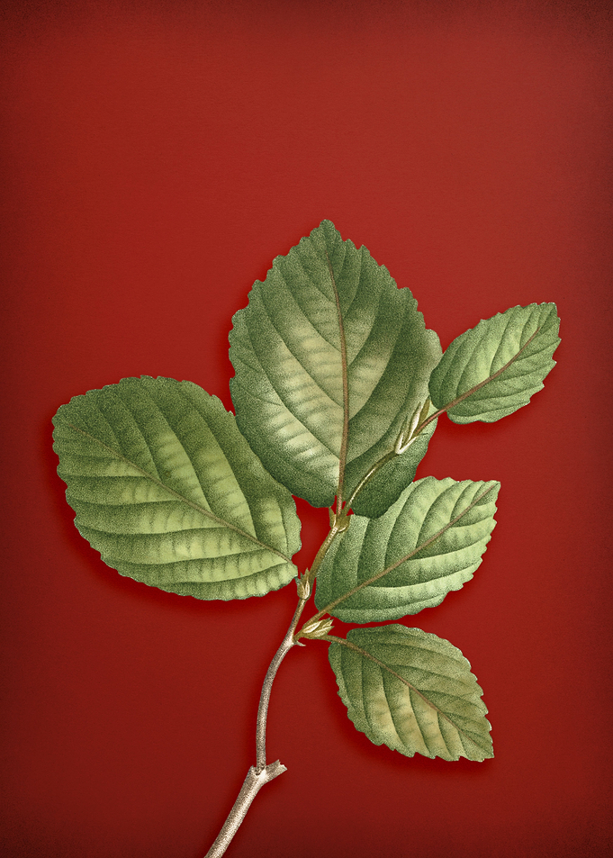 Witch Hazel