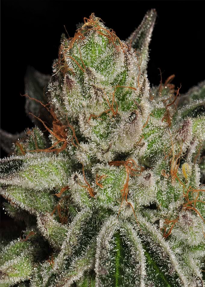 HD Snoop Dog OG +