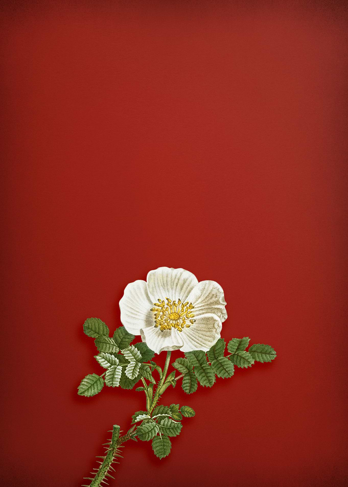 White Burnet Rose