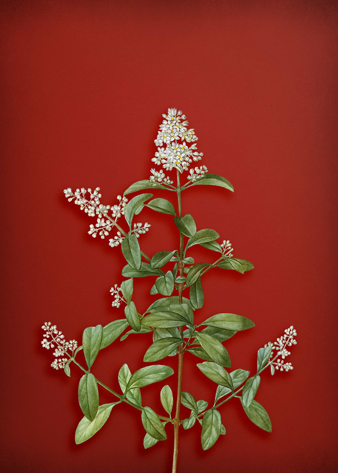Wild Privet
