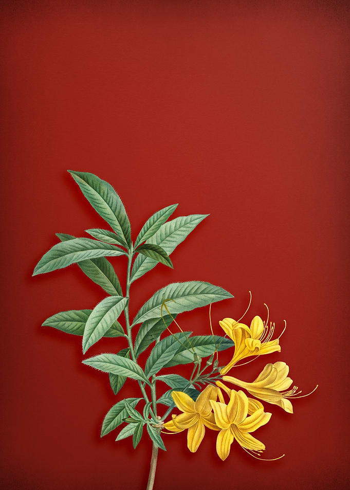 Yellow Azalea