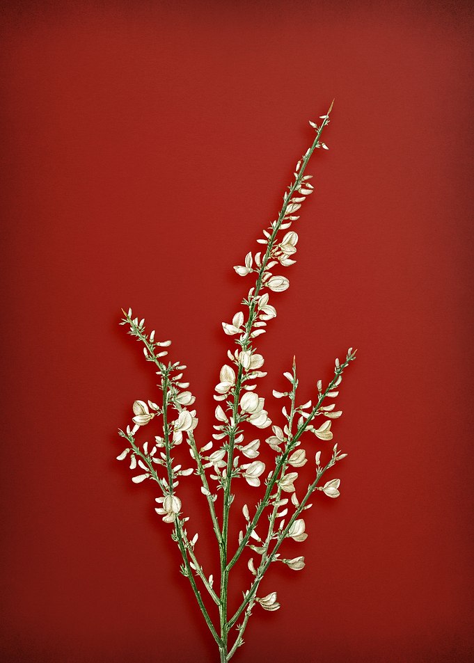 White Broom