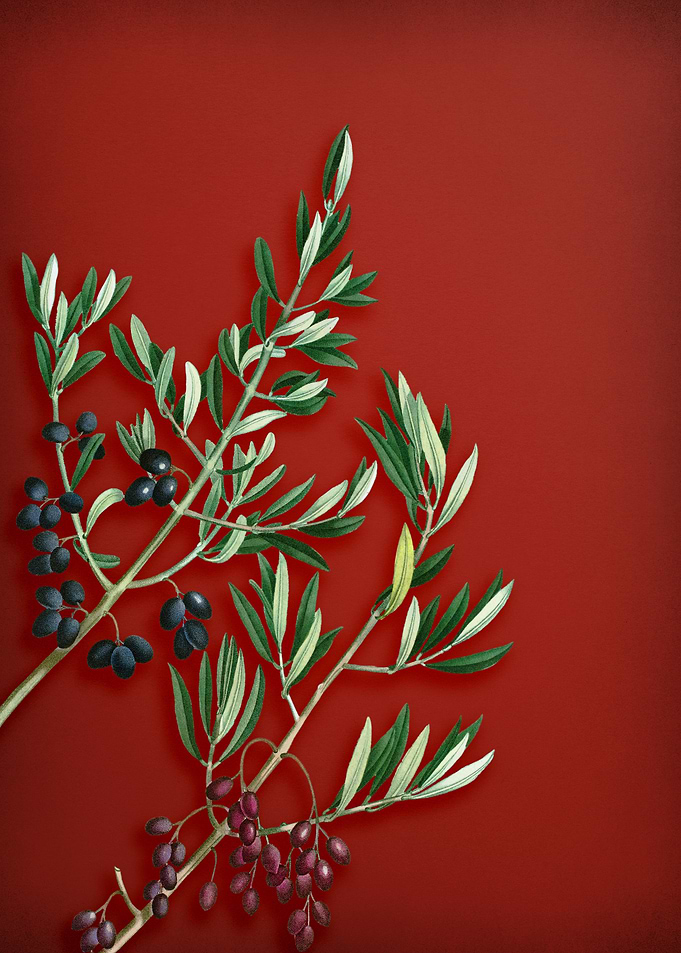 Wild Olive