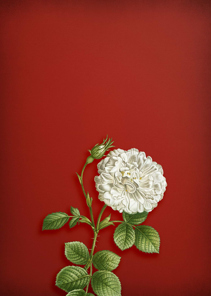 White Rose of York