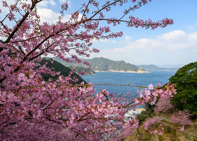 Cherry Blossom Mountains
