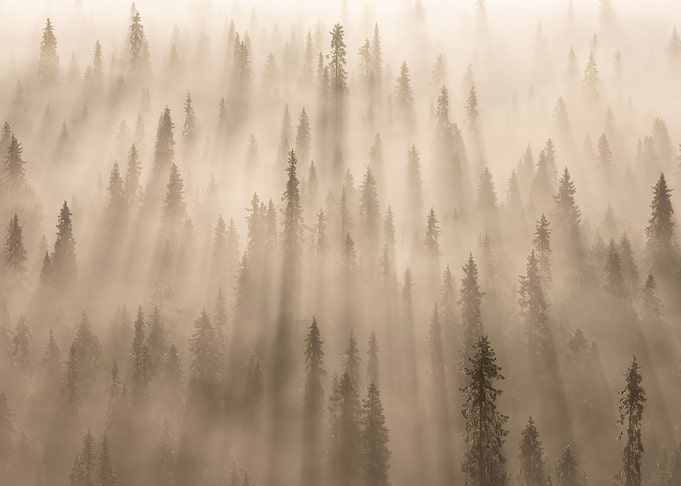 Into the fog