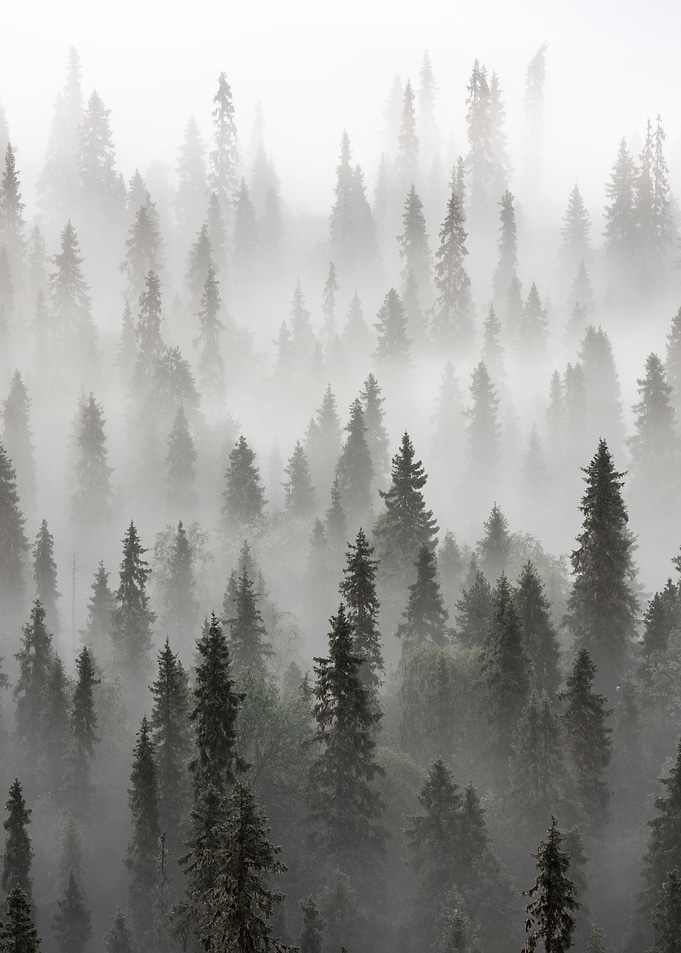 Into the fog