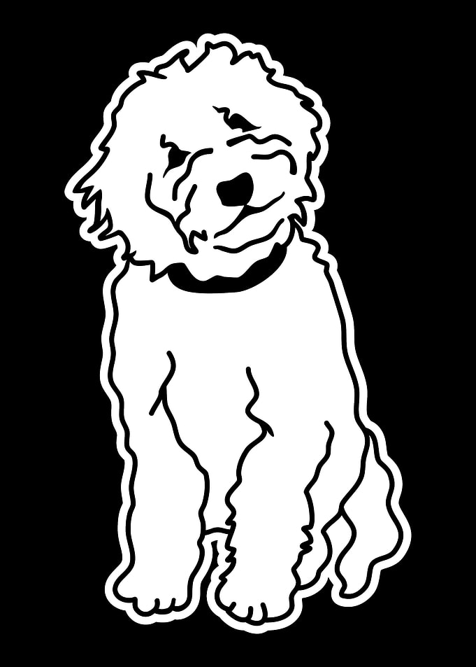 Goldendoodle