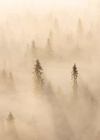 Into the fog