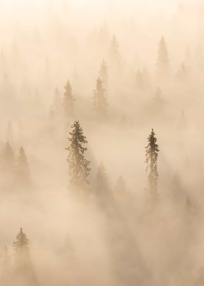 Into the fog